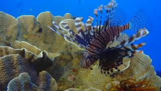 "Under the Sea" at The Hackworth IMAX Dome Theater