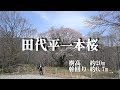 田代平一本桜