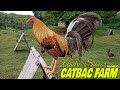 Nice Catbac Farm Iloilo - Andrei Siacor