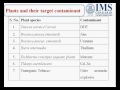 Phytoremediation: Harnessing Plants to Clean Contaminated Environments