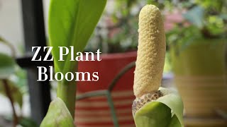 ZZ plant blooms | rare flower