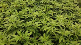 #indoor Cannabis Grow 🍒🎼🦩👀👉🏿Usopensourcegenetics.com 🦩 Wass Happen🏆 Tournament Ready🏆🍒