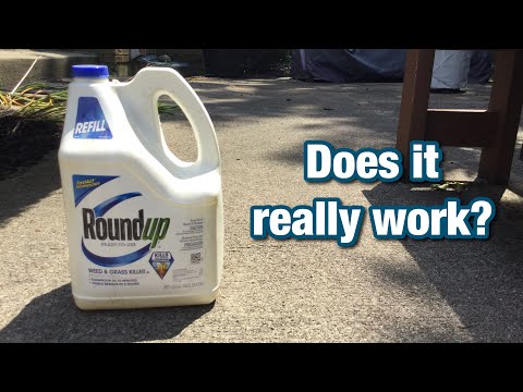 Dad Tests Roundup Weed Killer (2-Day Results)