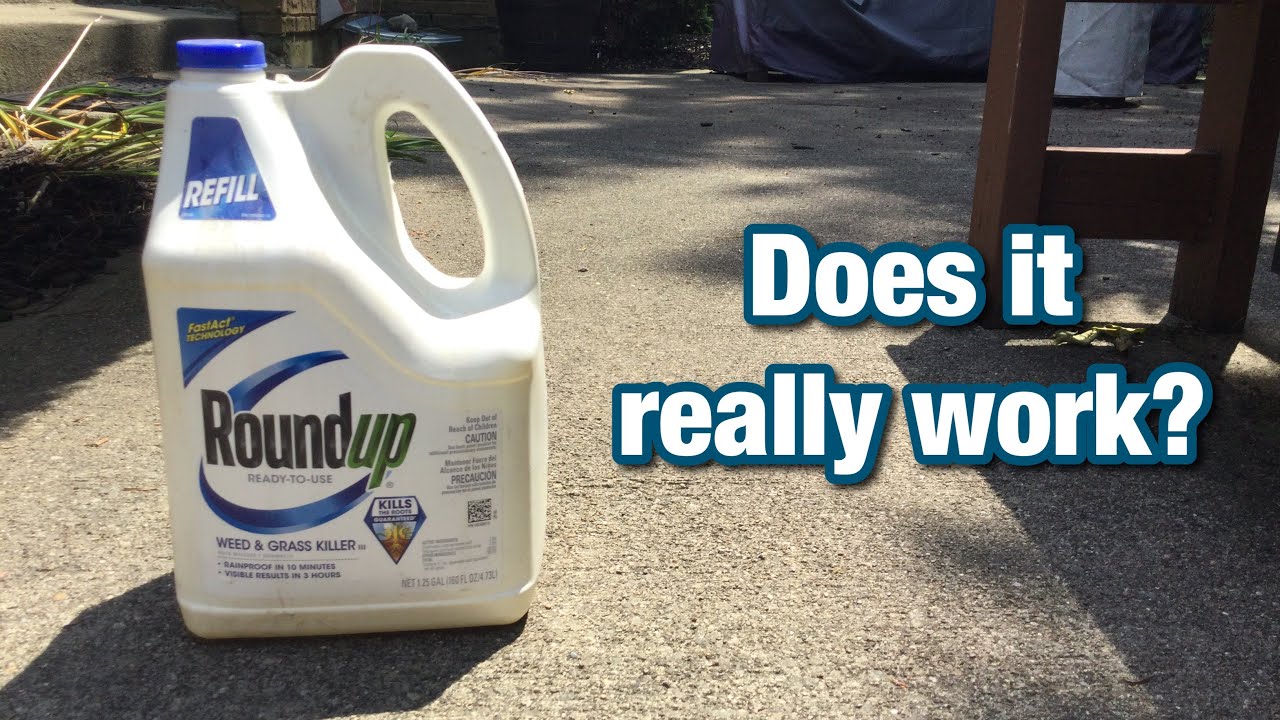 Папа тестирует средство для уничтожения сорняков и травы Roundup.