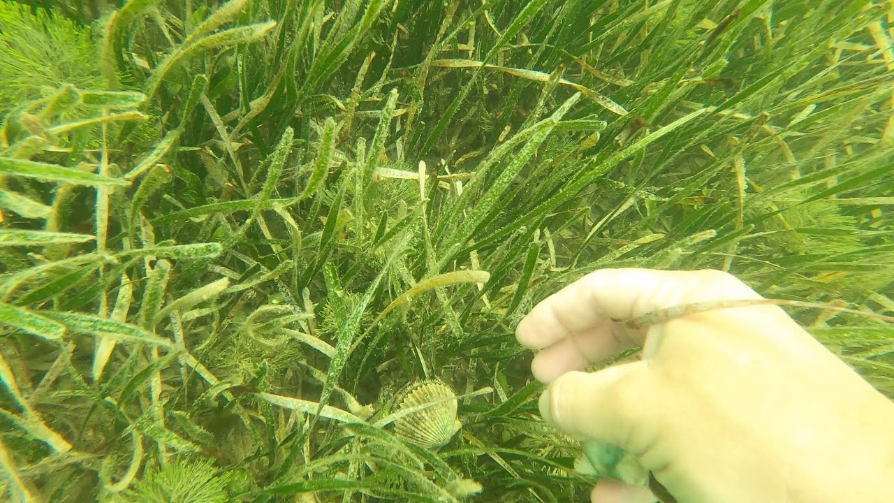 Have you ever seen a Scallop Swim ?!? Catch, Clean and Cook Bay