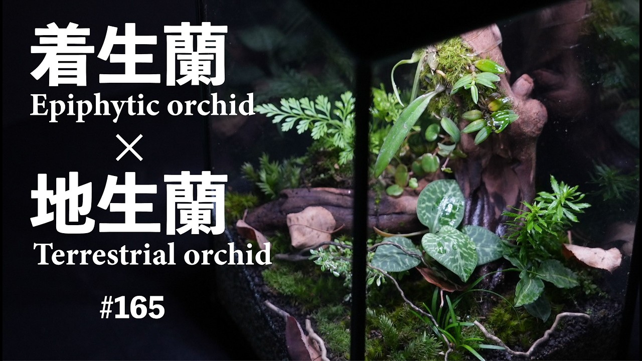 地生蘭と着生蘭を共存させるテラリウムの作り方【最新LED照明解説付き】 #165