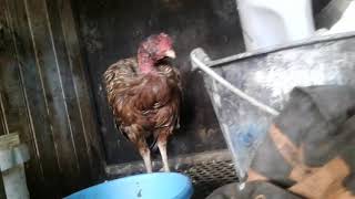 Présentation De Mon Élevage La Reproduction