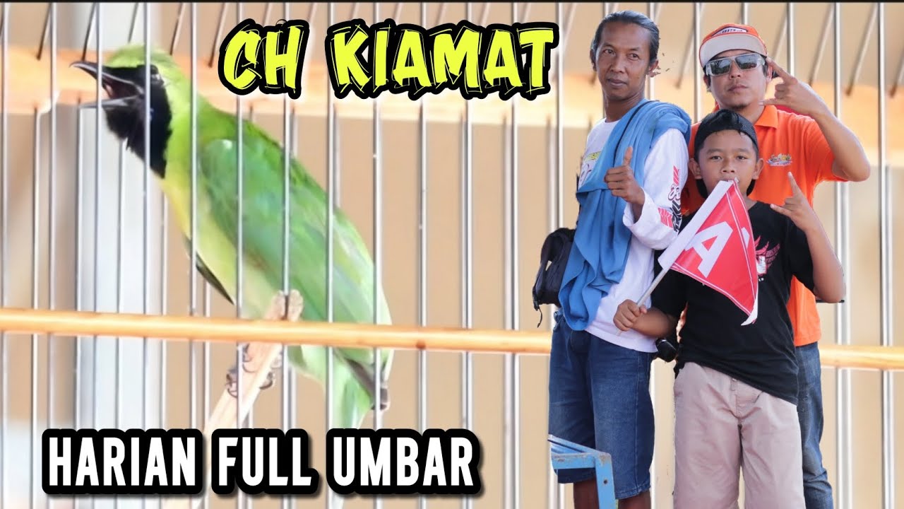 Dengan Perawatan konsisten dan Full umbar Ch KIAMAT.kerja tanpa Lelah,// Event BUPATI CUP SITUBONDO.