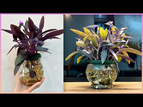 Vídeo: Les plantes marginals necessiten terra?