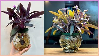 Your home space will become so warm with these aquatic plants