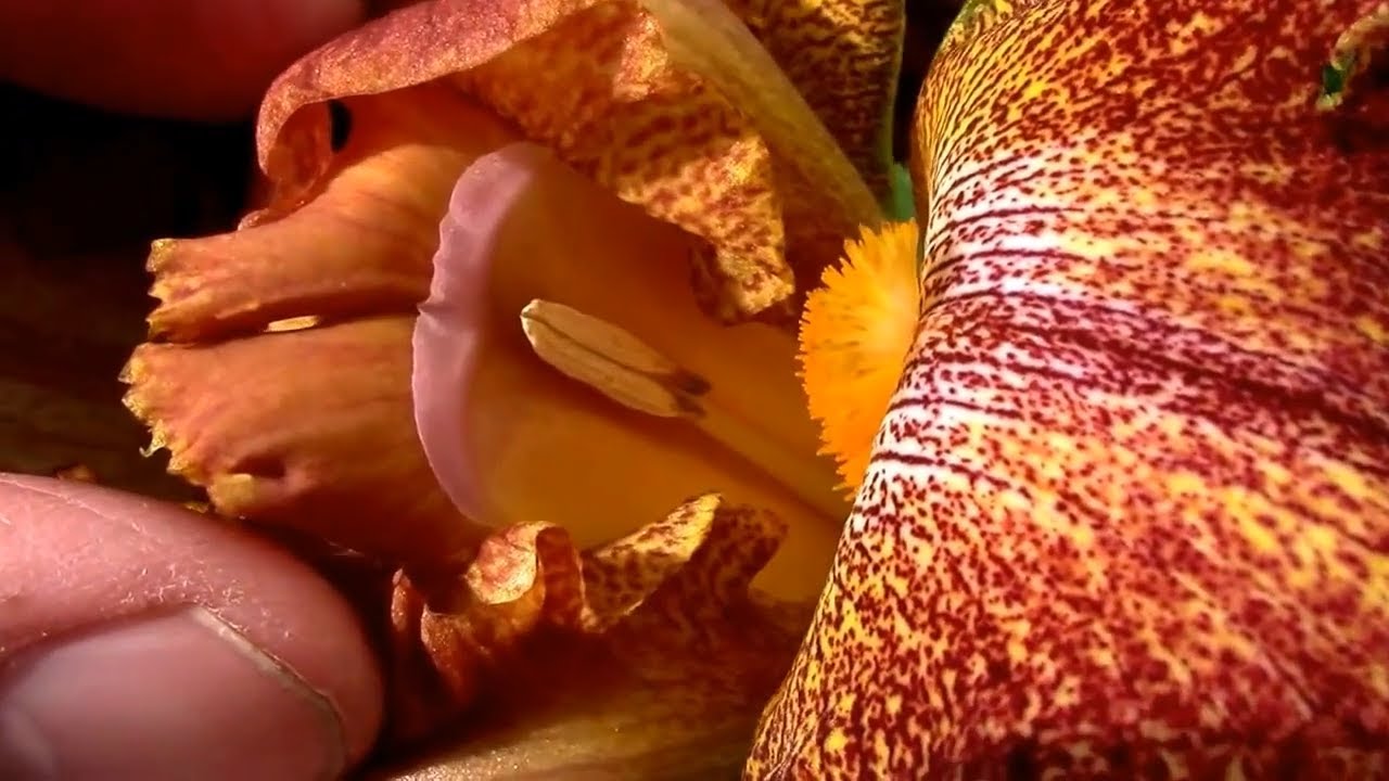 Hand Pollinating Irises, From Technique to Planting Seeds.