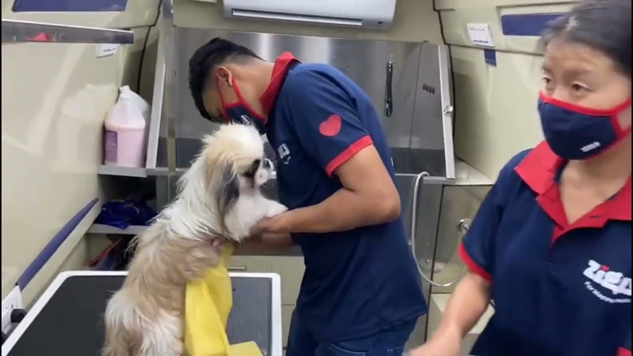 Doorstep Grooming & Spa for Maau & Miu ✨