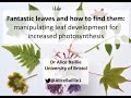Ukplantscipresents alice baillie introduces fantastic leaves and how to find them