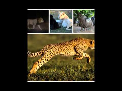 13 ივნისი 2015