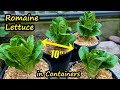 Growing Lettuce in Containers (Romaine Lettuce from Seed) Container Garden
