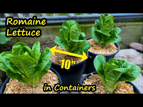 Video: Growing Valmaine Salat: Informationen über Romanasalat ‘Valmaine’