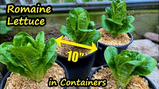 Growing Lettuce in Containers (Romaine Lettuce from Seed) Container Garden