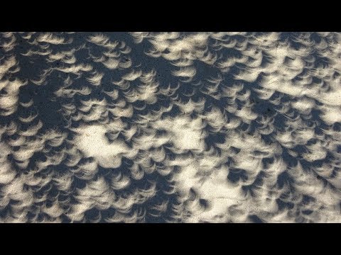 Solar Eclipse Shadows Through Tree Leaves