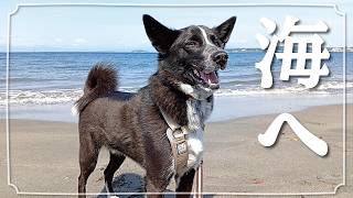 犬と海へ - YouTube