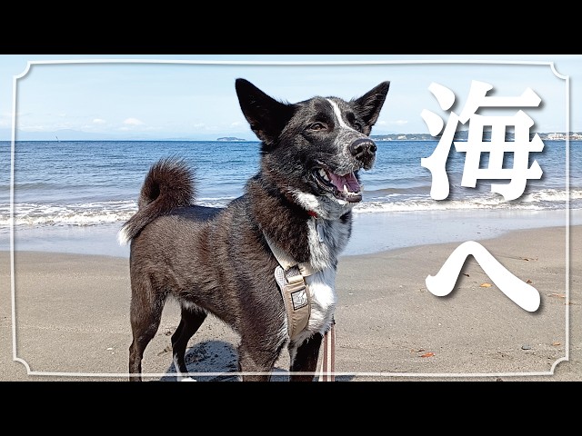 犬と海へ - YouTube