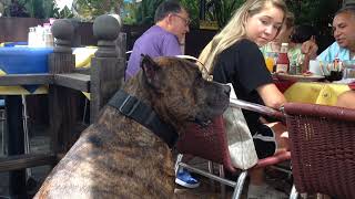 Huge Brindle Pitbull
