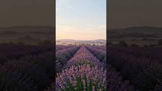 ​💜​Lavender Morning Mist 💜✨ | Утринен покой в лавандовите полета #Shorts #Nature #Aesthetic