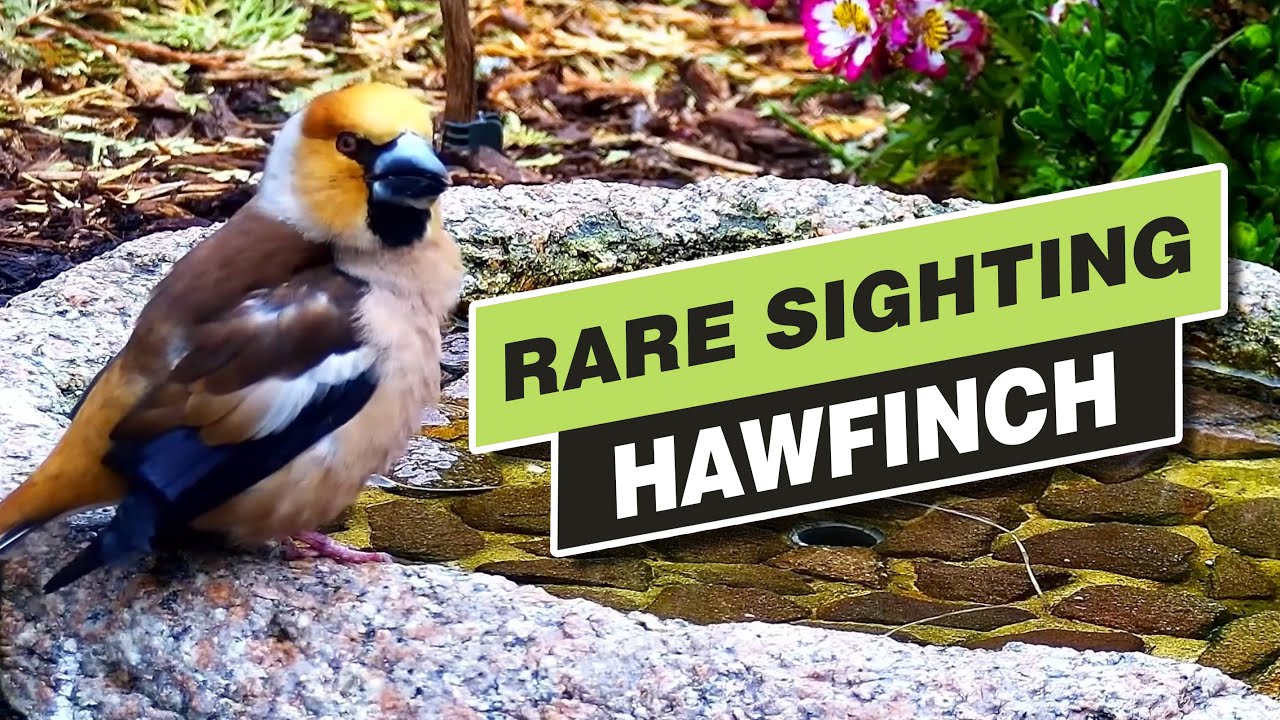 Rare Sighting: Hawfinch (Coccothraustes coccothraustes), Jun. 1, 2023