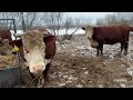 Как живут коровы во время стихии #герефорд #корова  #стихия #погода #природа #ферма  #проблема #sos