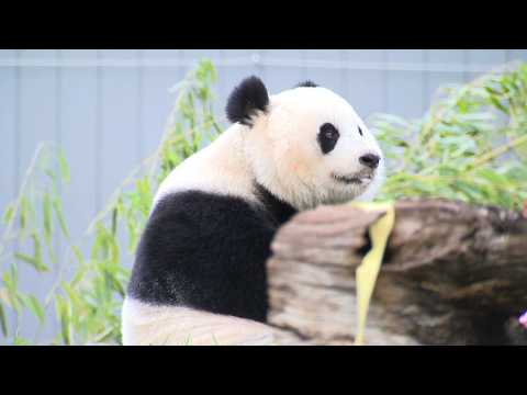 Qing Bao celebrates fifth birthday with groovy party at National Zoo