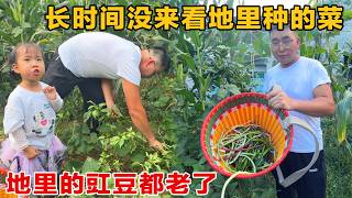 Summer Surprises from the Countryside Garden! Just picking a few vegetables is enough for days; t... screenshot 3