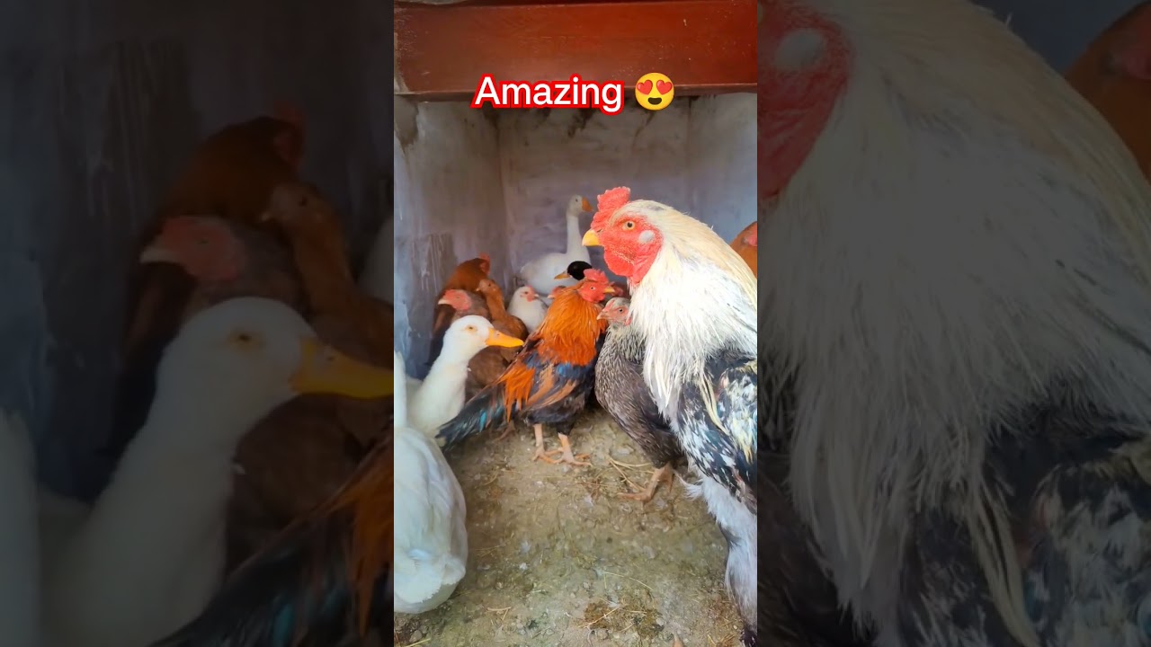 "Feathered Friends Unleashed: Roosters,Hens,Ducks in their Cozy Cage🐓🦆 