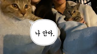 단양 힐링 여행. 다누리아쿠아리움. 구경시장. 꽃들의물감찾기 펜션. 고양이 천국 | 임양갱 | 19:53