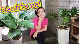 Newbie Plantita | Plantmom na si Tita Jen | How I became a Plantparent | Gardening