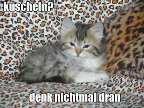 Video: Was Ist Die Erinnerung An Eine Katze?