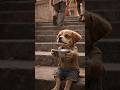 “Poor Pappy Ko Sabne Ignore Kiya 💔 | 🐕Girl Wanted To Help But Mom Stopped | Emotional Shorts”