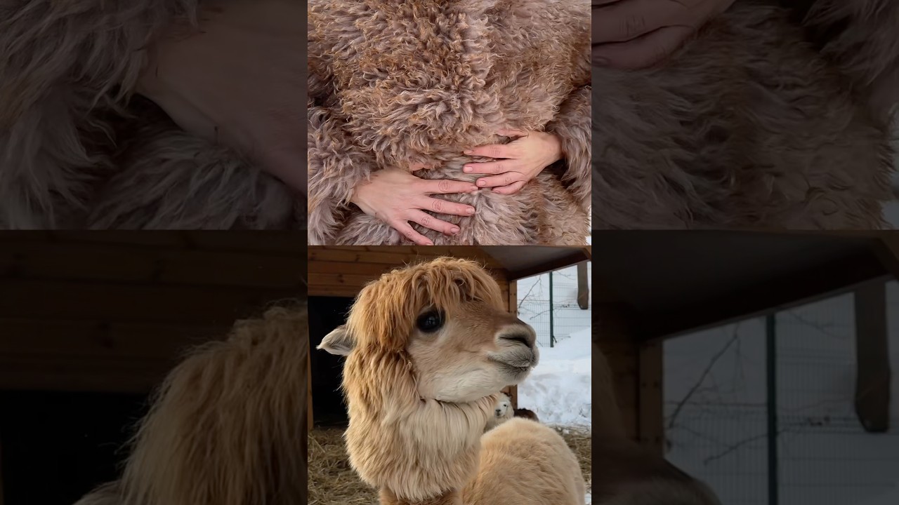 REVALÚ — мягкость в каждом прикосновении.