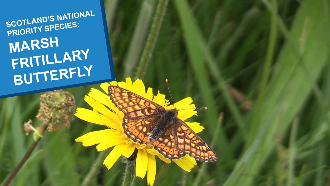 Scotland’s National Priority Species: Marsh Fritillary Butterflies
