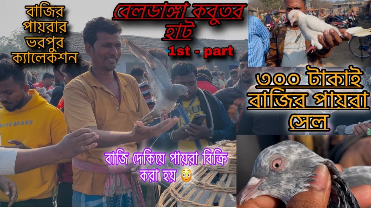Beldanga Pigeon Market : 1st-part : 300 টাকায় বাজির পায়রা অফার।😳 বাজি দেখিয়ে কবুতর সেল। 🔥