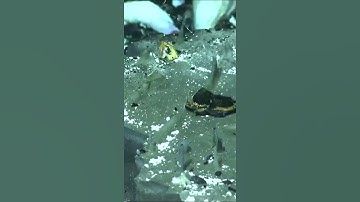 Ontdekking van een nieuw ecosysteem onder de oceaan #wetenschap