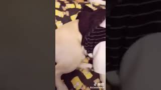 Nalgitas Fashion De Perritos Jiji