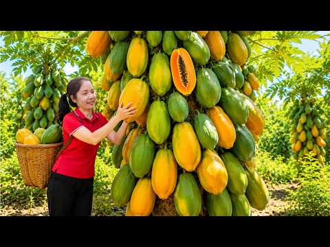 Harvesting Tree-Ripened Sweet Papayas | Transporting To Market For Big Sales