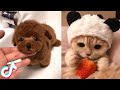 Cute TikTok Pets that Will 100% Make your Day| What&#39;s Fun In Tiktok? #6 #shorts