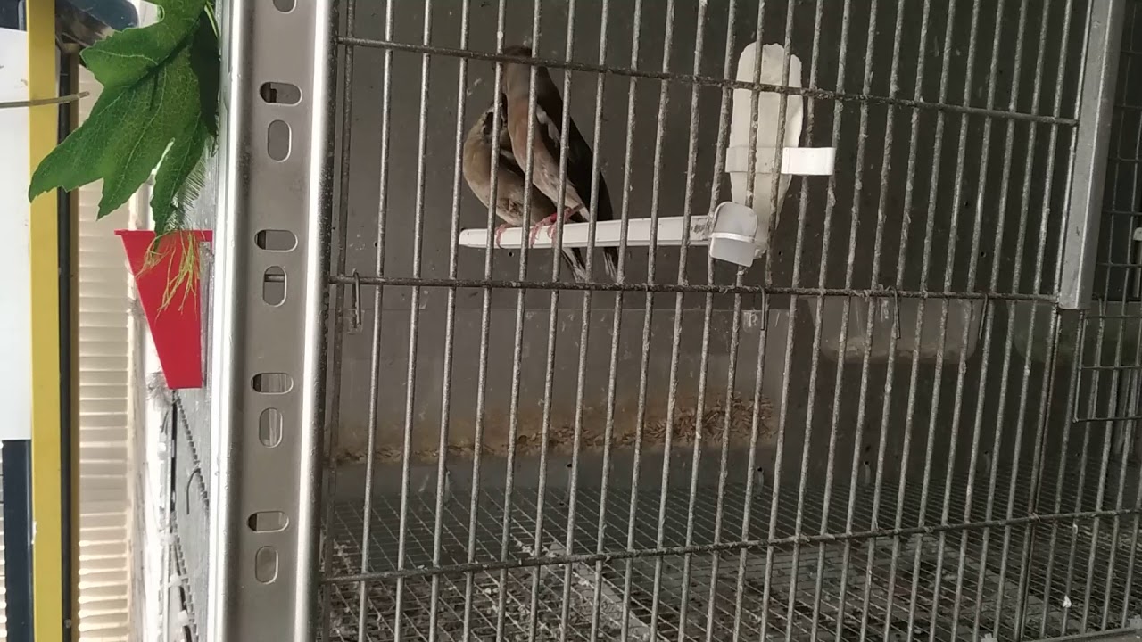 Picogordo pareja de cria