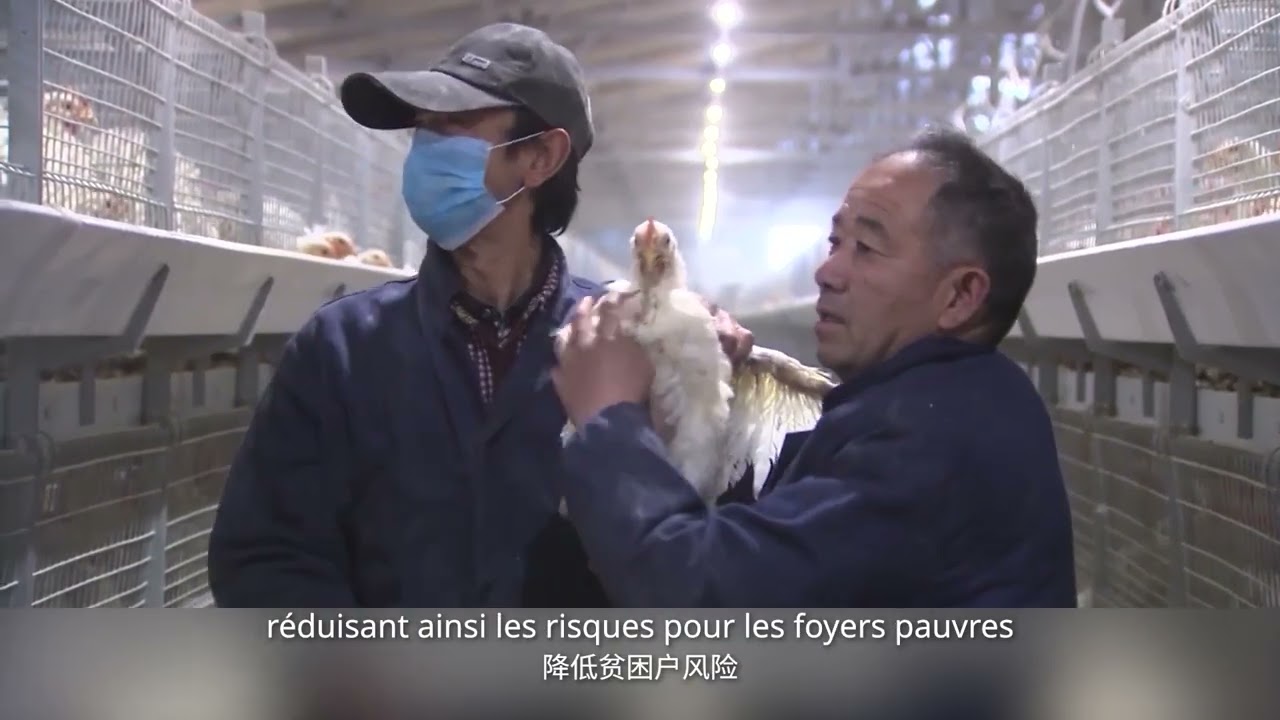 Élever des poulets peut mener à la Bourse ?
