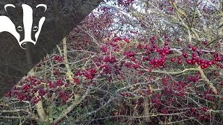Winter tree ID