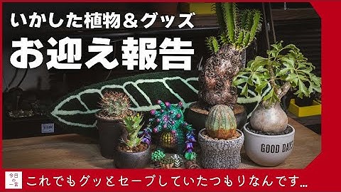 【ムランジーナあり】超厳選を重ねた植物とグッズたちのお迎えラインナップを紹介したい【アガベ・塊根・多肉】