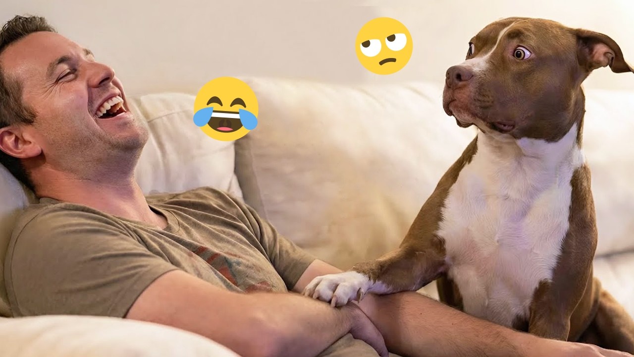 Try Not To Laugh 🤣 Most Watched Funny Dog Videos Compilation 🐶🤣#22