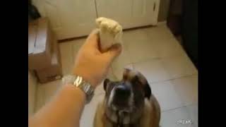 Dog eats Bean Burrito in 1 second but its shrek