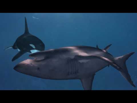 killer-whales-hunting-great-white-sharks-in-south-africa