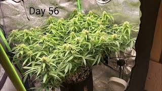 SLIDESHOW - Flowering Stretch - Green Crack Auto by FastBuds - 1st Grow Ever! - 2x2x3 Mini Tent Grow